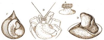 Adamsia palliata Bohadsch. A = szabadon l fiatal llat, B = a remeterkon, C = a kifejlett Adamsia a csigahjon, D = az Adamsia ltal termelt szaruhrtya