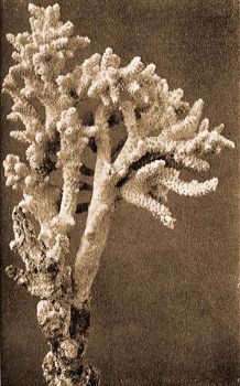 Szirtkorall, Acropora varia Klzgr