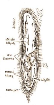 zalkllatka, Paramaecium caudatum Ehrbg. A nyl az emsztodvacska  keringsi tjt, a hasoldal felli szemcsk a baktriumtpllk sodrdst jelzi