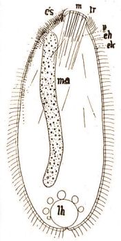 Spathidium violaceum Gelei. m = szj a trichitekkel (tr), v = varsa, eh = az ectoplasma bels hrtyja, s rzsrtk, ma = macronucelus, lh = lktethlyag