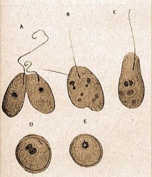 Egybeolvads, copulci, Scytomonas pusilla Stein