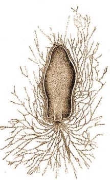 Gromia oviformis Duj