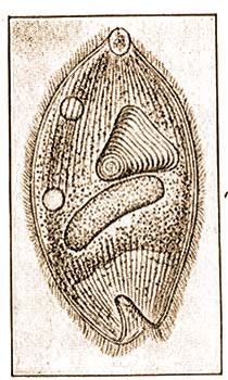 Balantidium coli Malmstr. flfalt kemnytszemekkel