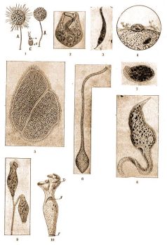 1. Clathrulina elegans Cienk., A) rendes, B) cystakpz-, C) rajz llat, n = mag, cV = lktethlyag. (Kkenthal-Krumbach: Hdbuch d. Zool. Bd. 1.) - 2. Bursaria truncatella O. F. Mll. 20X.- 3. Lionotus anser Ehrbg - 4. Dendrocometes paradoxus Stein - 5. Opalina ranarum Stein, 431X. - 6. Lacrimaria olor O. F. Mll. 225X - 7. Chilodon cocullulus Ehrbg - 8. Dileptus cygnus Clap. et Lachm. 240X.  s  9. Opercularia nutans Ehrbg. 225X. - 10. Spirochona gemmipara Stein. Tr = tlcsr, N = mag, F = talpikorong (Doflein-Reichenow: Lehrb. d. Protozoenkunde, Bd. 1.) 