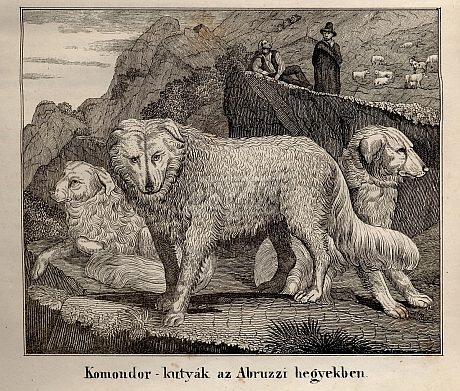 Komondor-kutyák az Abruzzi hegyekben